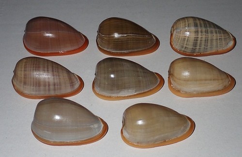 Huge collection 8 - 45-48,