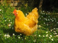 ?MIX?10 uova FECONDE/FERTILI: RAZZE DA CARNE E UOVA/ a Sorpresa