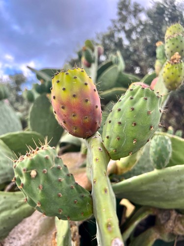 Opuntia ficus indica 70cm - opuntia, ficus-indica