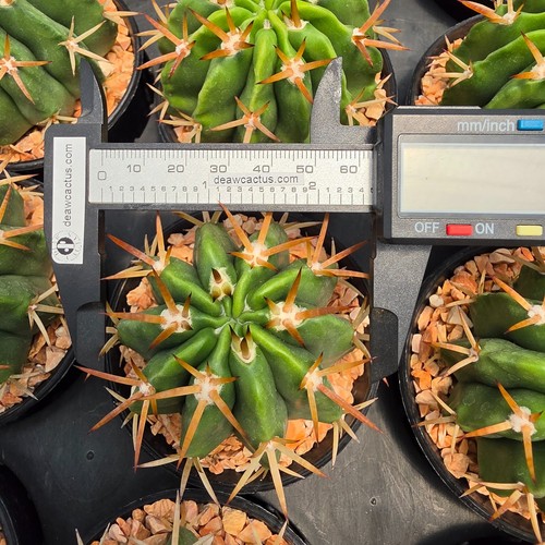 De02 melocactus lemairei - de02:,