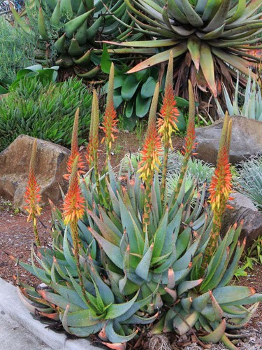 Graines aloe microstigma - 8,