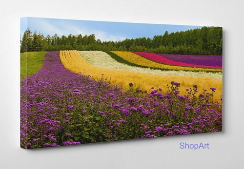 Quadro prato lavanda e - prato, di