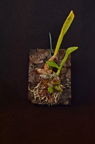 Dendrobium delacourii orchidea - dendrobium,