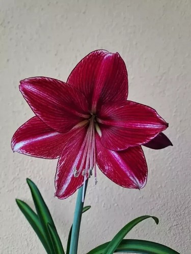 Hippeastrum spoted cream - cream, x
