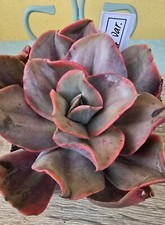 Echeveria minigosaong - echeveria,