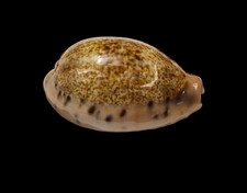 Conchiglia Shell CYPRAEA