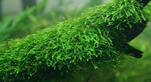 Muschio java vesicularia - di,
