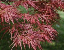 Acero rosso giapponese innesto