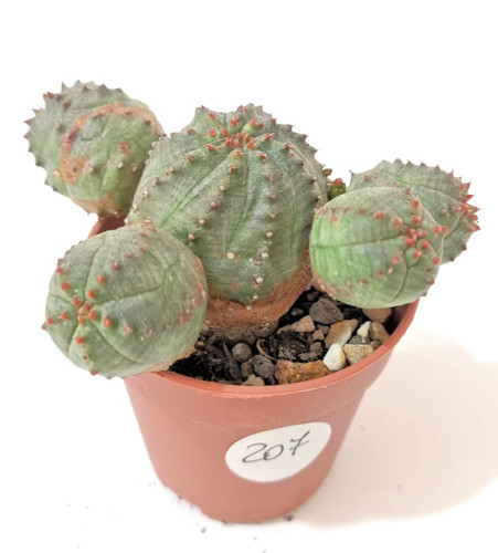 Euphorbia pseudoglobosa ø5 - euphorbia, Ø5.5