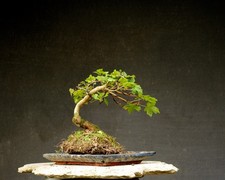 Bonsai di Acero resistente