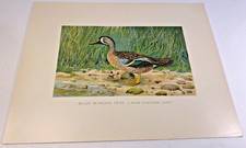 Vintage Blue-Winged Teal (Anas