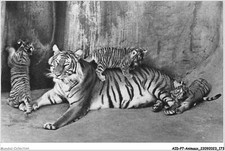 AIDP7-ANIMALI-0668 - Tigre E I