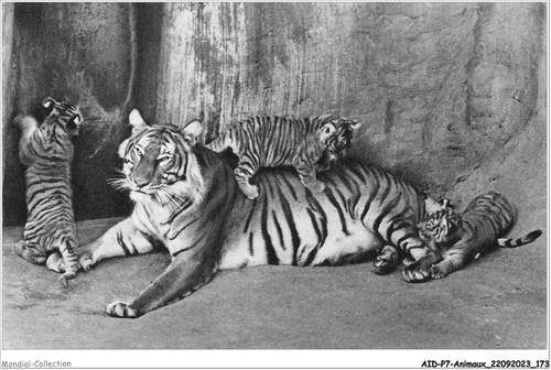 Aidp7 animali 0668 tigre - -,