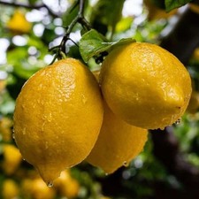 Pianta limone stagioni - limone, 4