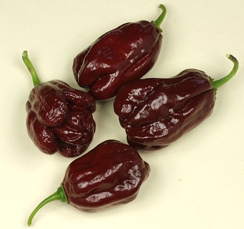 Semi peperoncino - 20,