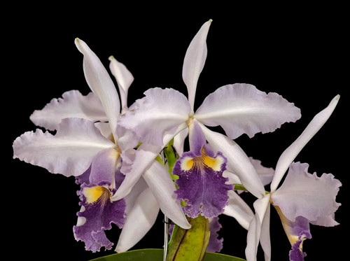 Cattleya warscewiczii coerulea