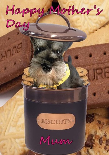 Bt64 miniatura schnauzer - miniatura,