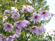 Semillas de Dahlia imperialis