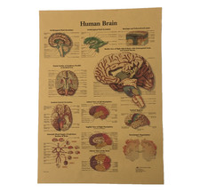 Poster Anatomia Cervello Stile
