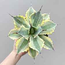 Pianta di agave succulenta 12