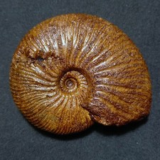 SUBCRASPEDITES MAURYNIJENS Ammonite, Giura (Siberia, Federazione Russa)