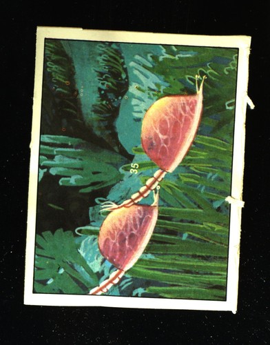 Animali preistorici - preistorici, (1974)