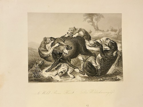 Caccia cinghiale - , cani