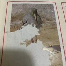 FIGURINA N. 237 ANIMALI ED. PANINI 1965 BUONA DA RECUPERO