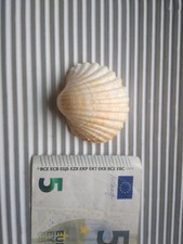 Conchiglie di diverse forme da