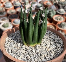 Ariocarpus Agavoides