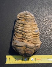 Trilobite: Flexicalymene ouzregui Ordoviciano Marocco