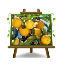 Agrumi Limone  Citrus Limon