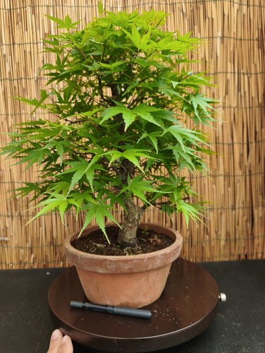 Bonsai acero arakawa 47cm - di, h