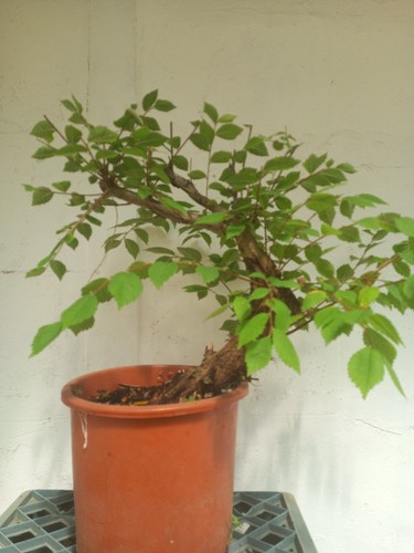 Prebonsai olmo pumila - prebonsai,