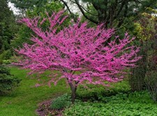 Cercis siliquastrum "Albero di