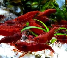 Lotto 25+2 Omaggio Neocaridine Bloody Mary/acquario/caridine/gamberetti