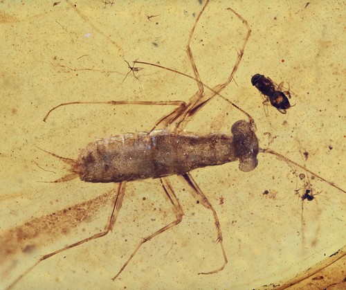 Rara mantodea giovanile - rara,