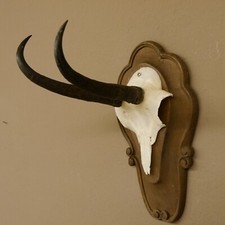 Corno Di Camoscio Su Scudo