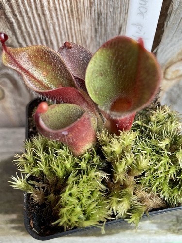 Eliamphora minor var pilosa - var.,