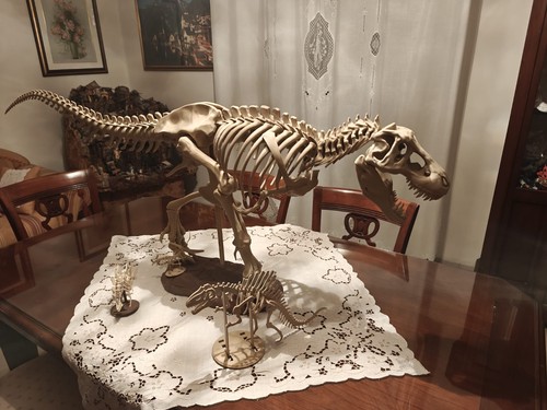 Modello anatomico rex da - modello,