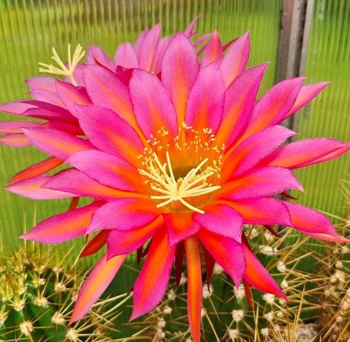 Trichocereus ibrido x - x,