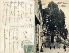 VARESE PROVINCIA-SOMMA LOMBARDO-CIPRESSO BIMILLENARIO-D12-89