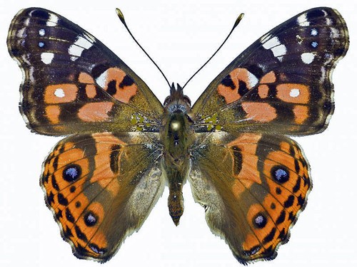 Nymphalidae vanessa - nymphalidae,