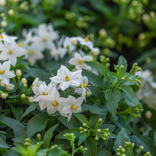 40pz pianta solanum jasminoide - pianta,