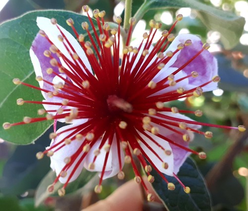Semi feijoa selloviana - semi🍈,