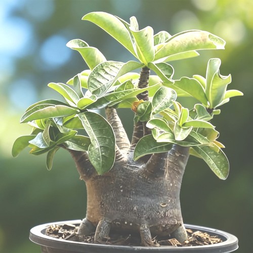 Pc15 ploy mor kot adenium - ploy-mor-ra-kot,