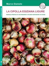 La cipolla egiziana ligure