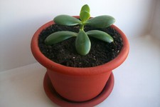 2 Steli radicati Crassula Ovata Pianta Grassa a radice NUDA SENZA VASO