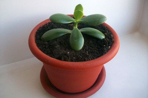 Steli radicati crassula - 2,