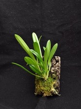 Orchidea Masdevallia chontalensis